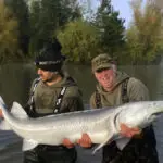 sturgeon